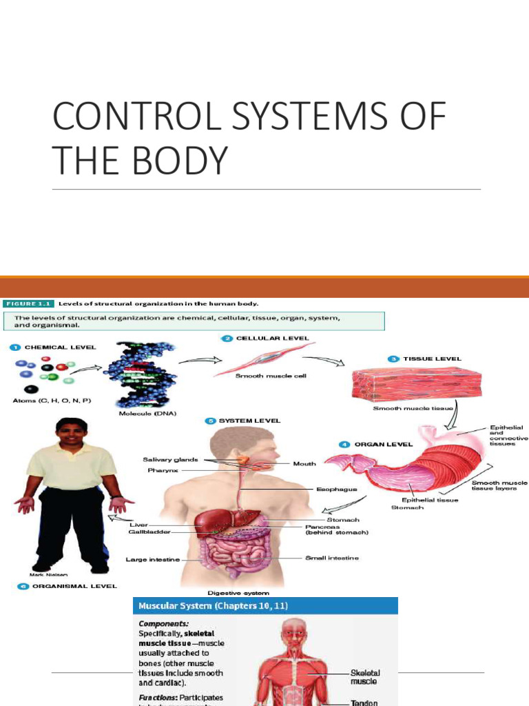 Control Systems of The Body | PDF