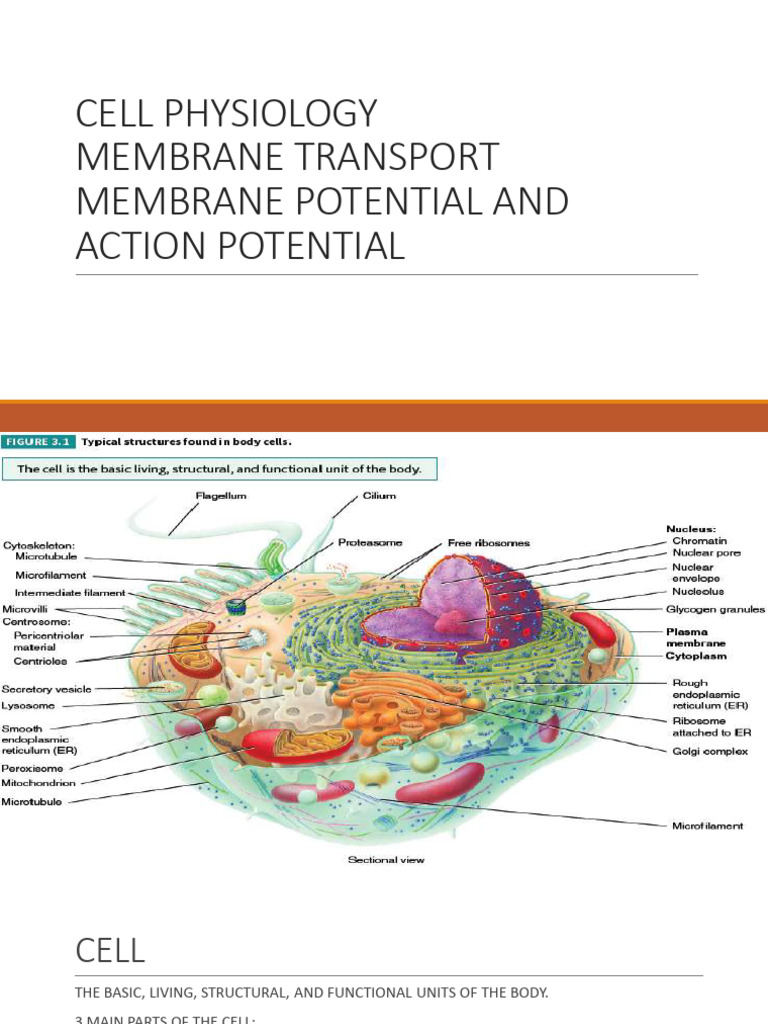Cell Membrane Structure and Transport | PDF | Cell Membrane | Rna
