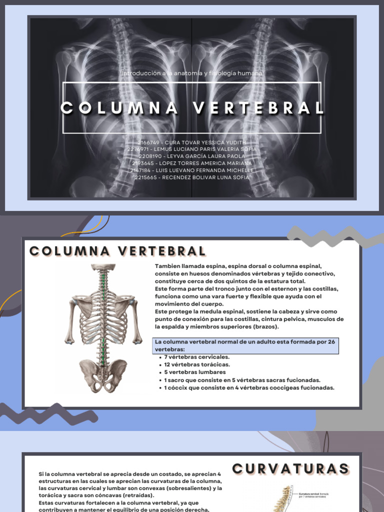 Anatomía y Funciones de la Columna Vertebral | PDF | Vértebra ...