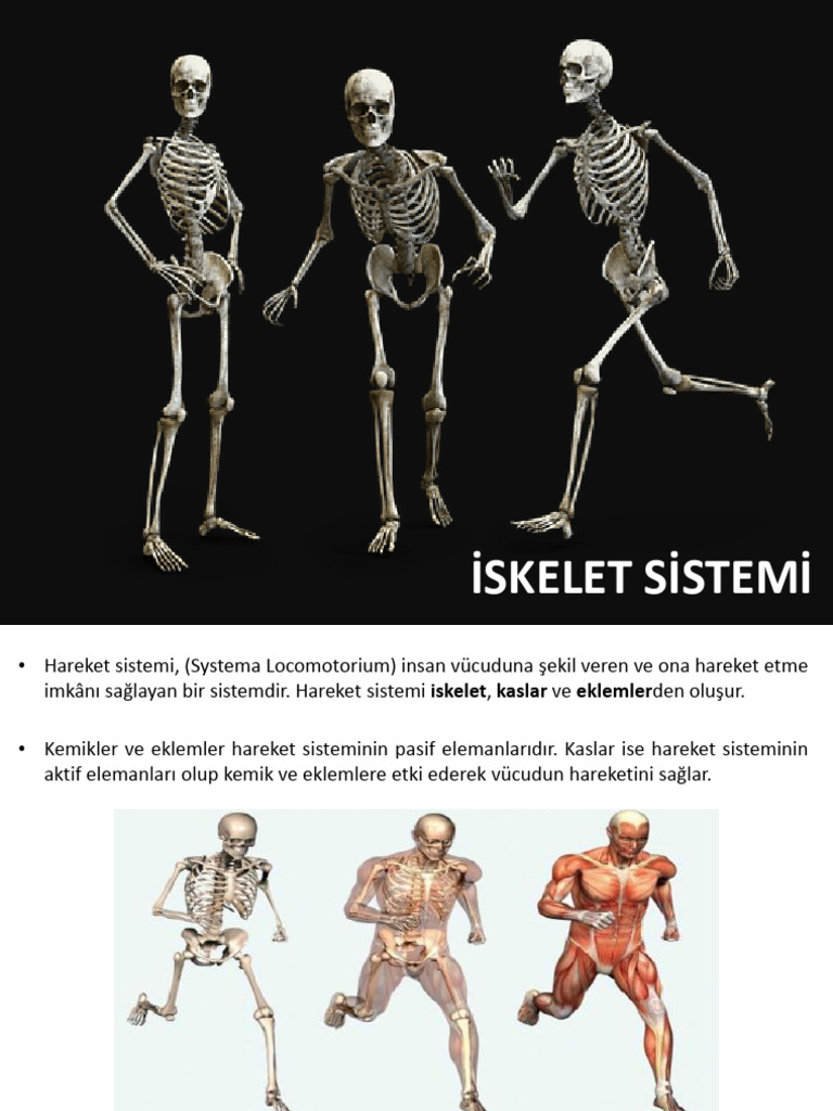 Iskelet Sistemi | PDF