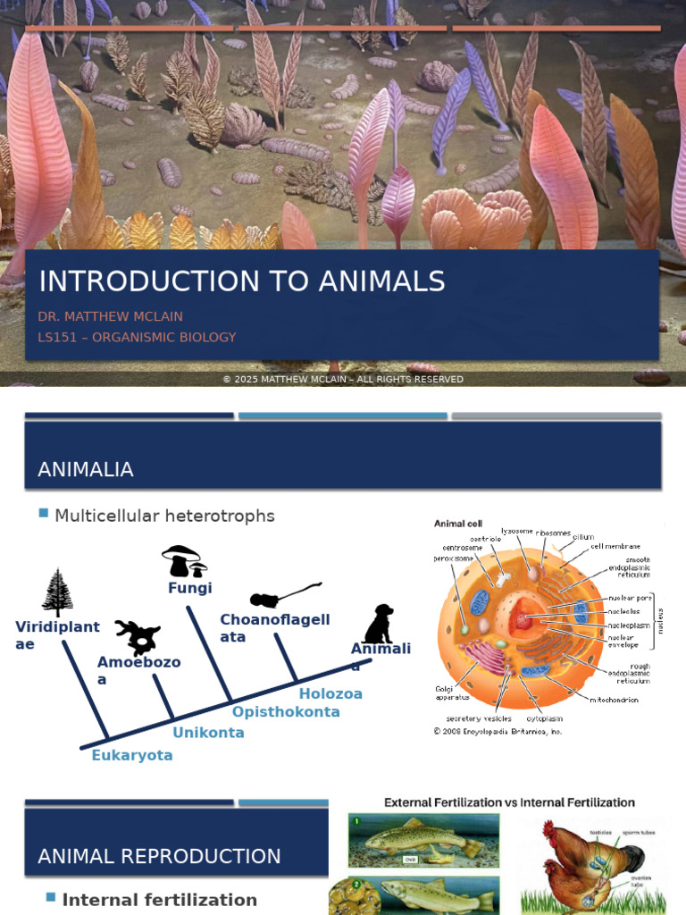 Overview of Animal Biology Concepts | PDF