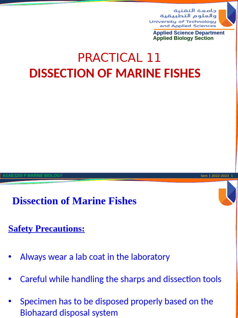 Marine Fish Anatomy Dissection Guide | PDF | Fish | Gill