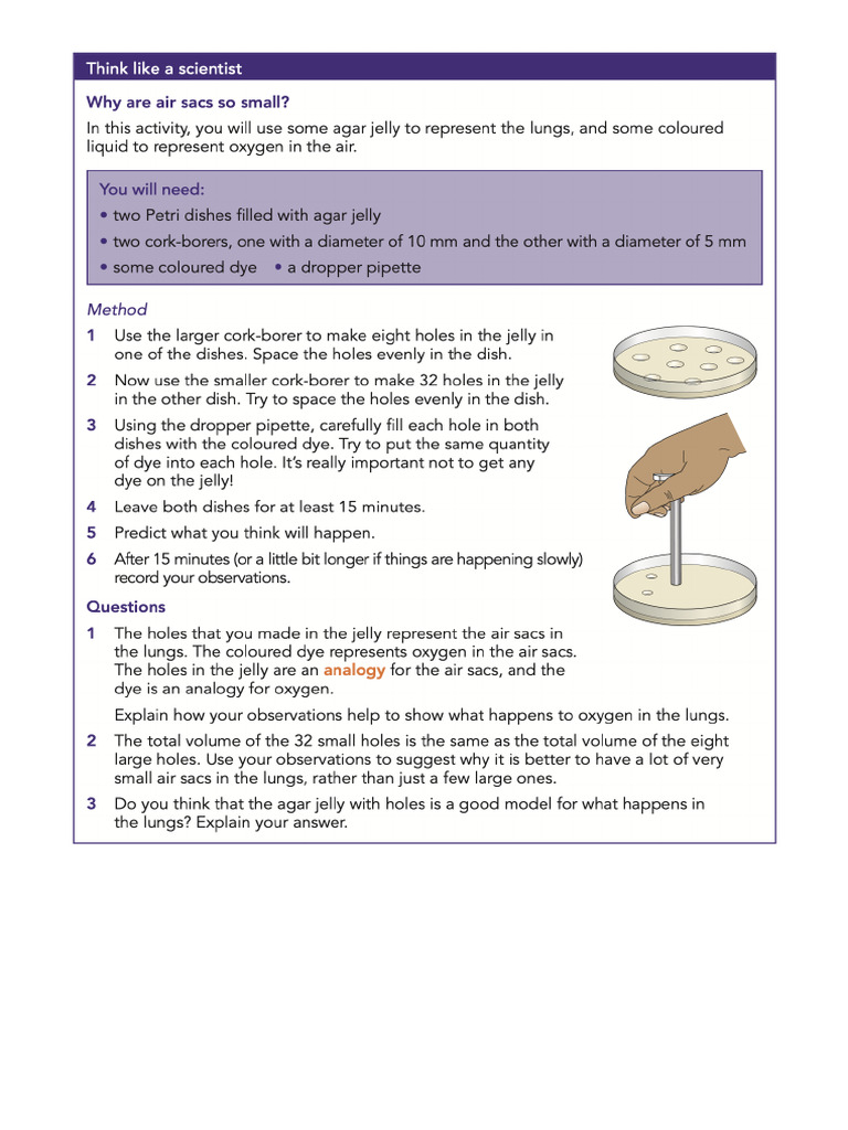 Practical - Agar Surface Area | PDF