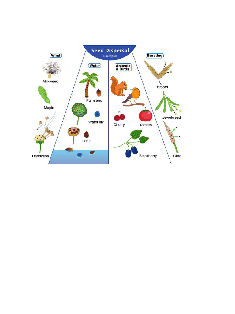 Seed Dispersal | PDF