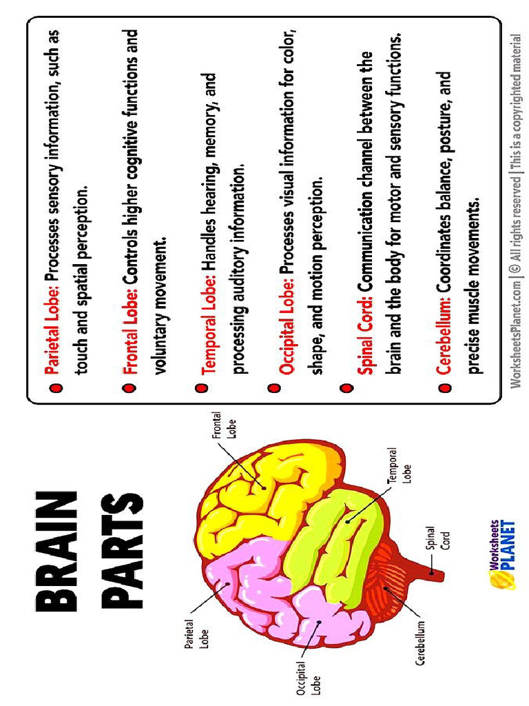 Parts of Brain | PDF