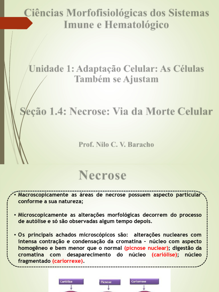 Tipos e Causas da Necrose Celular | PDF | Necrose | Ciências da Vida