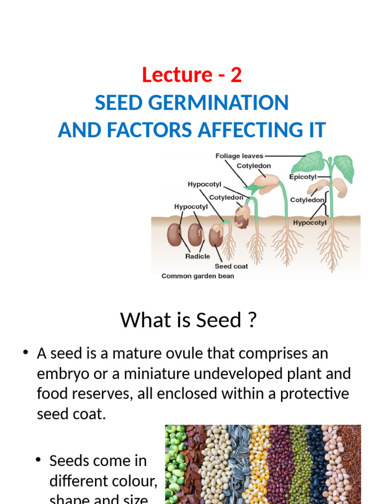 Lecture 2 - Seed Germination | PDF | Germination | Seed