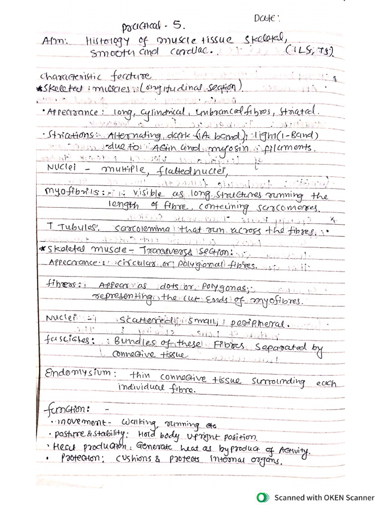 Histology Practical. 5 | PDF
