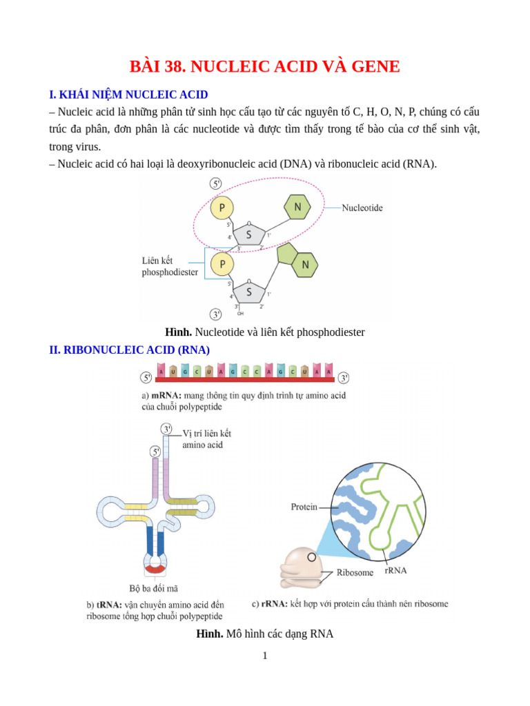 Bài 38. Nucleic Acid Và Gene - HS | PDF