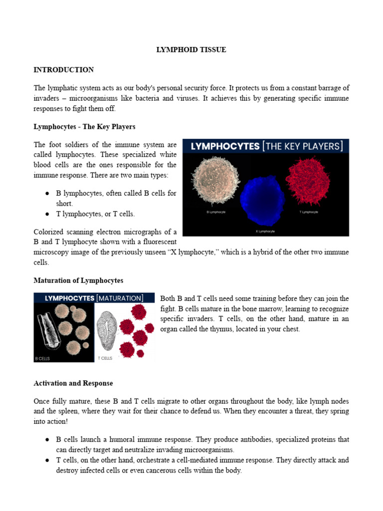Overview of Lymphoid Tissue Functions | PDF | Lymphatic System | Lymph Node