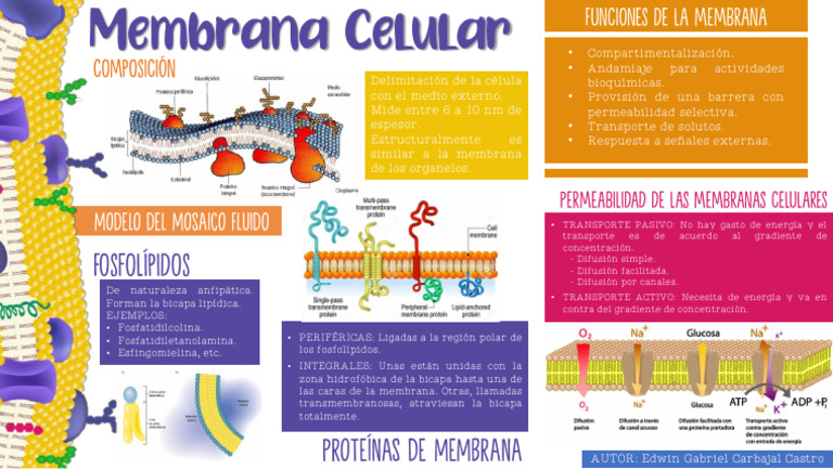 Funciones y Estructura de la Membrana Celular | PDF | Bicapa lipídica ...