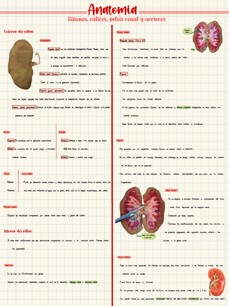 Anatomía del Riñón: Estructuras y Funciones | PDF | Riñón | Morfología ...