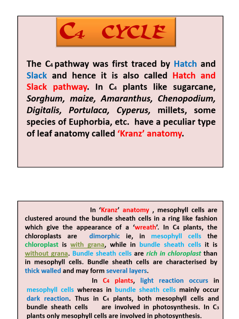 Understanding the C4 Photosynthesis Pathway | PDF | Nicotinamide ...