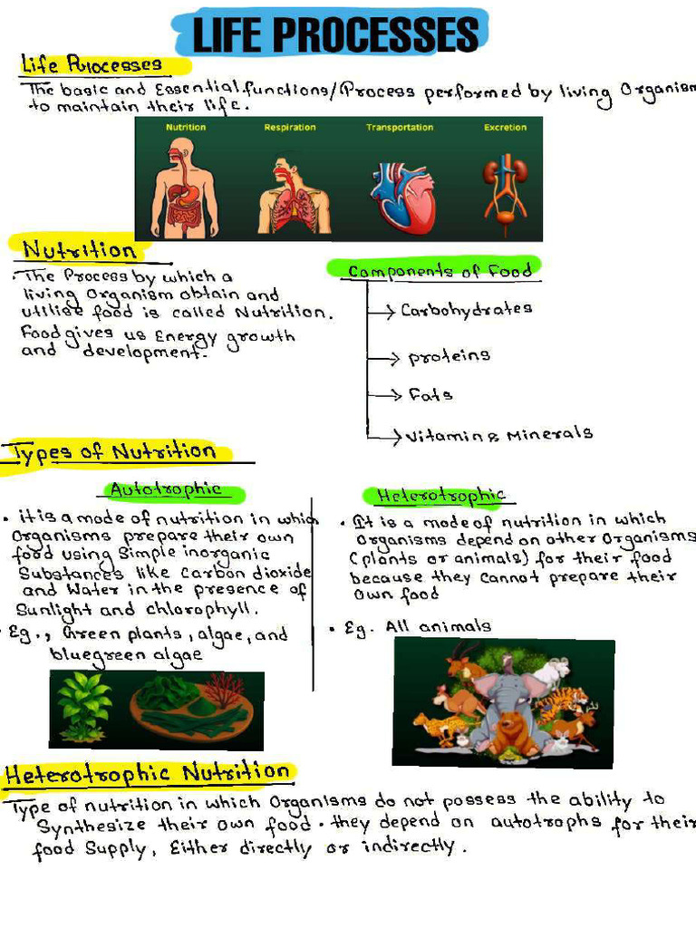 Life Processes Handwritten Notes | PDF