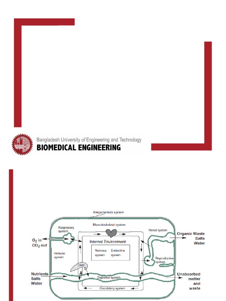 BME 101 Lecture 9 Renal | PDF