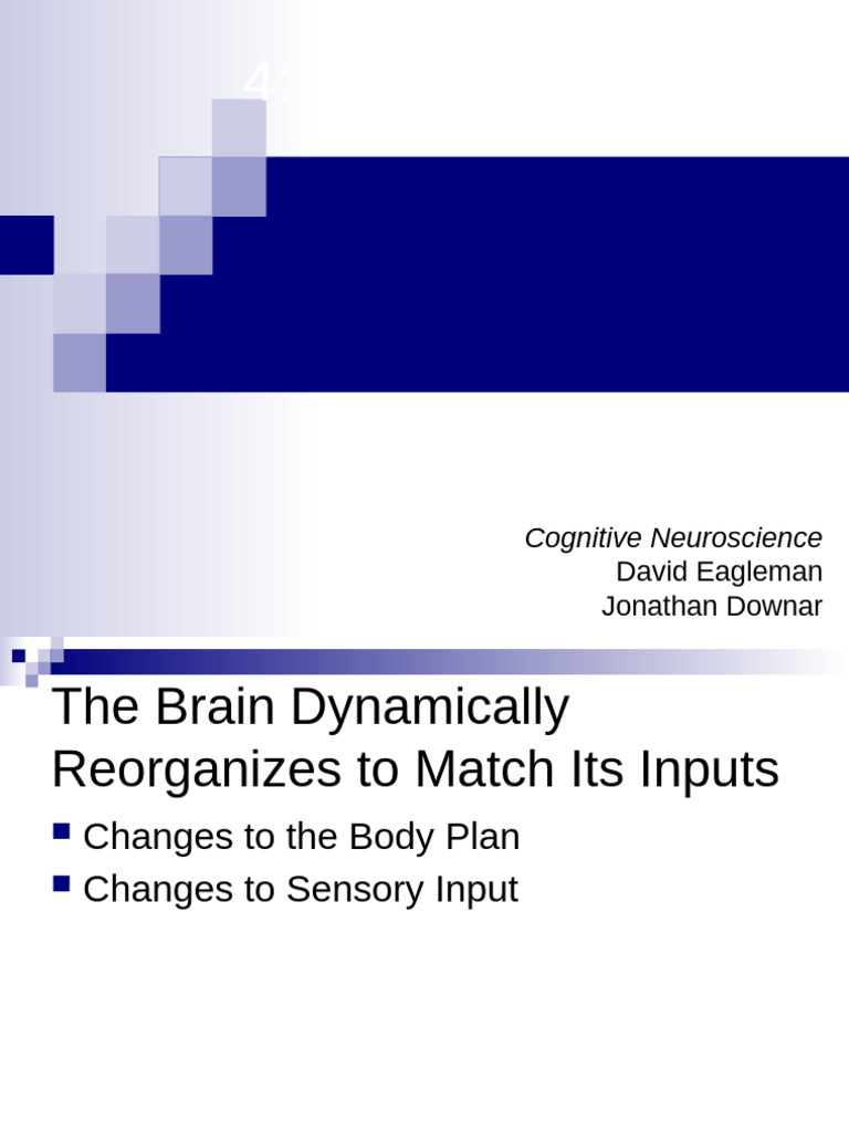 Eagleman Ch4 NeuroplasticityS24notes | PDF | Neuroplasticity | Neuron