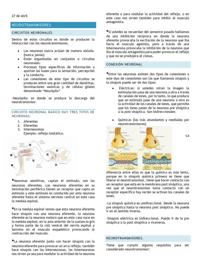 Circuitos Neuronales y Neurotransmisores | PDF | Neurona | Sinapsis