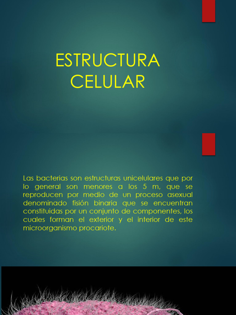 Estructura Celular de las Bacterias | PDF | Membrana celular | Biología ...