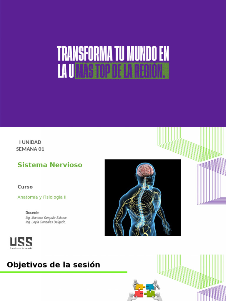 Estructura y Función del Sistema Nervioso | PDF | Sinapsis | Mielina