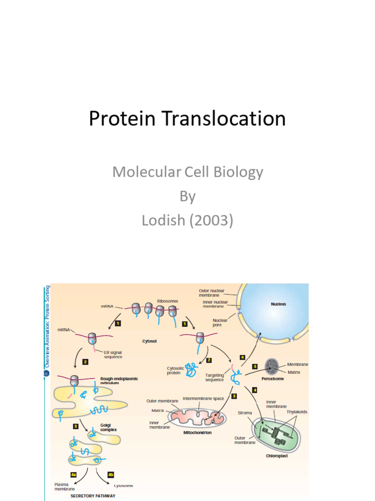 A Protein Translocation | PDF