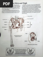 Labeled Diagram of Lower Limb Bones | PDF | Pelvis | Limbs (Anatomy)