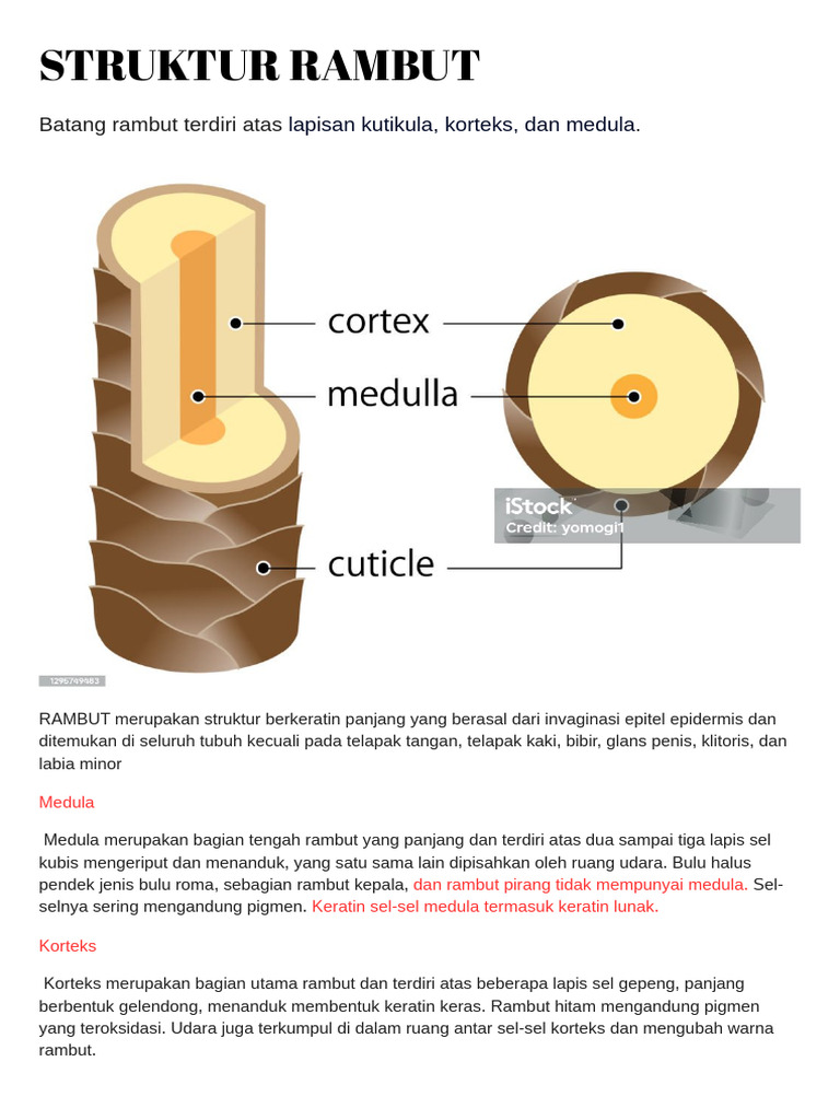 Struktur dan Pertumbuhan Rambut Manusia | PDF