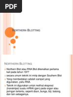 Download Northern Blotting by Vina Juliana Anggraeni SN96376562 doc pdf