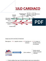 MUSCULO CARDIACO