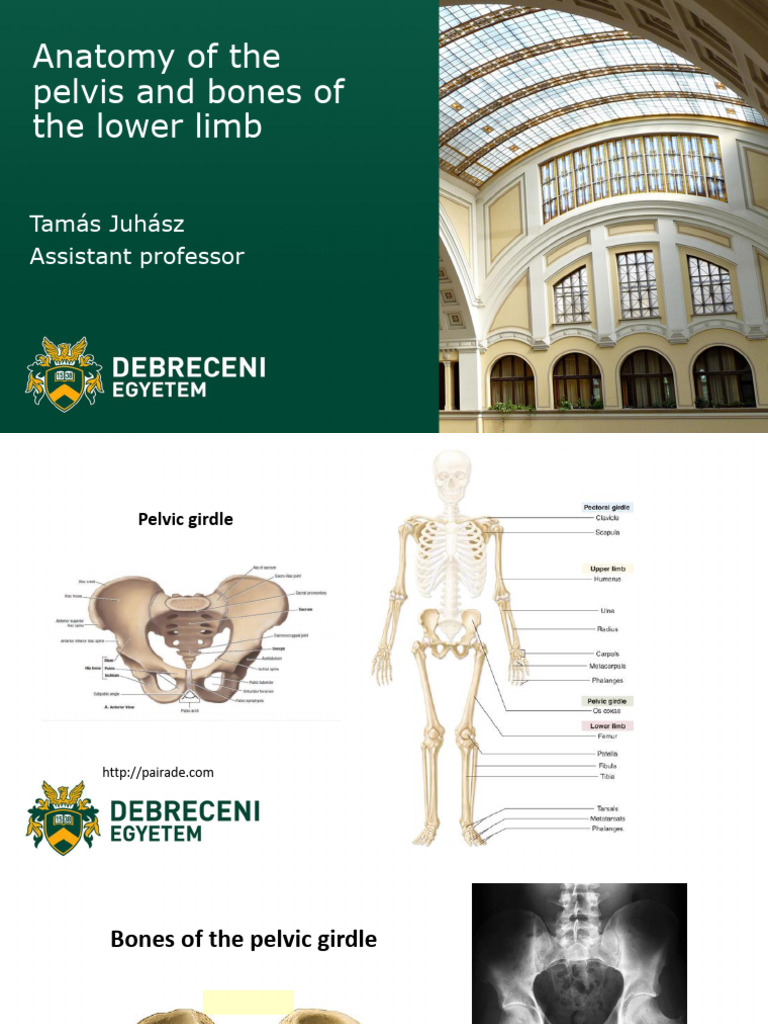 Pelvis. (Juhász Tamás)5 | PDF | Pelvis | Musculoskeletal System