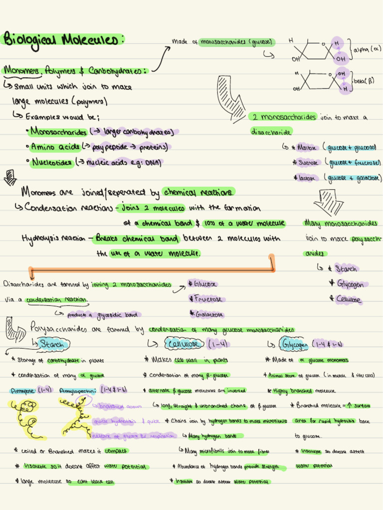 Carbohydrates, Monomers and Polymers | PDF | Glucose | Carbohydrates