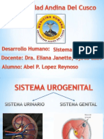 Sistema Urinario