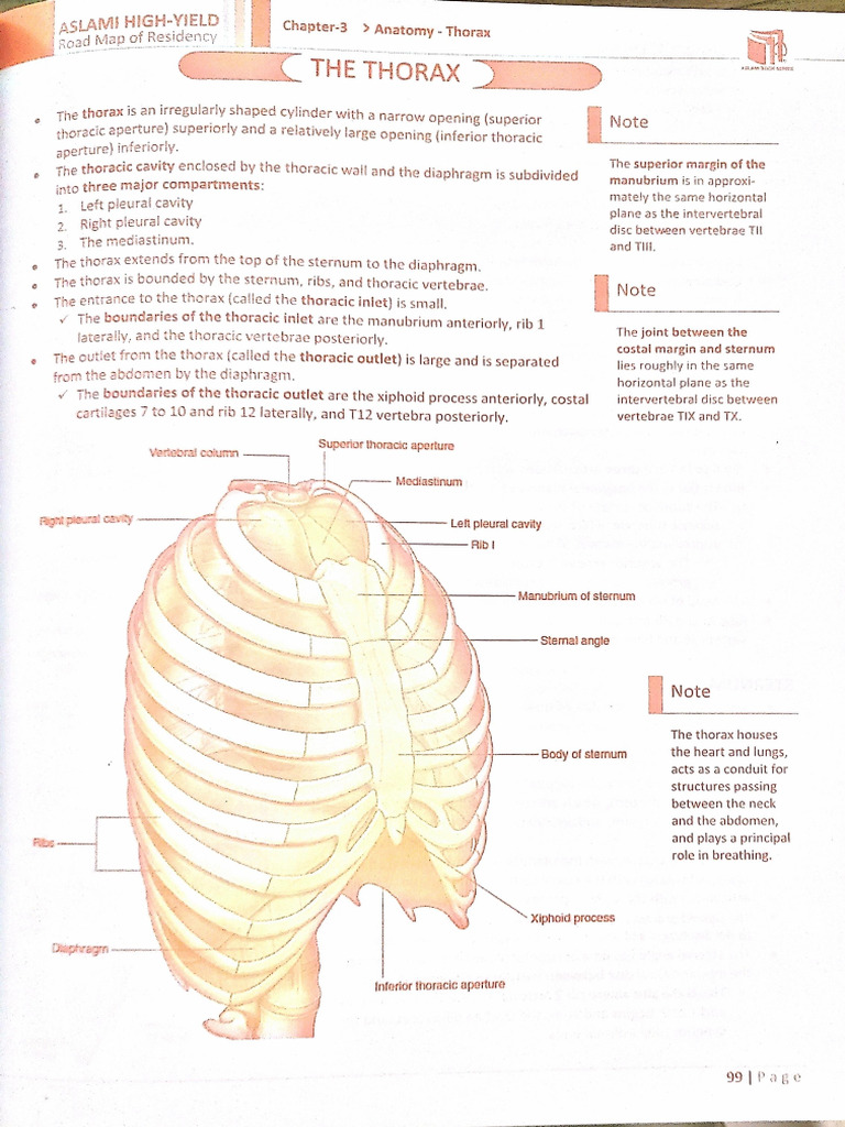 Thorax and Half of Abdominal Anatomy | PDF