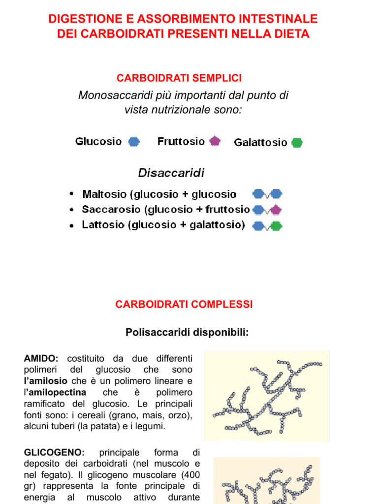 Digestione e Assorbimento Dei Nutrienti - Aggiornato | PDF