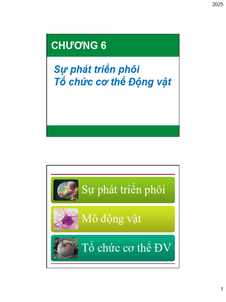 TN042 C6. A0 Phat Trien Phoi Va To Chuc Co The DV - 2025 Hand Out | PDF