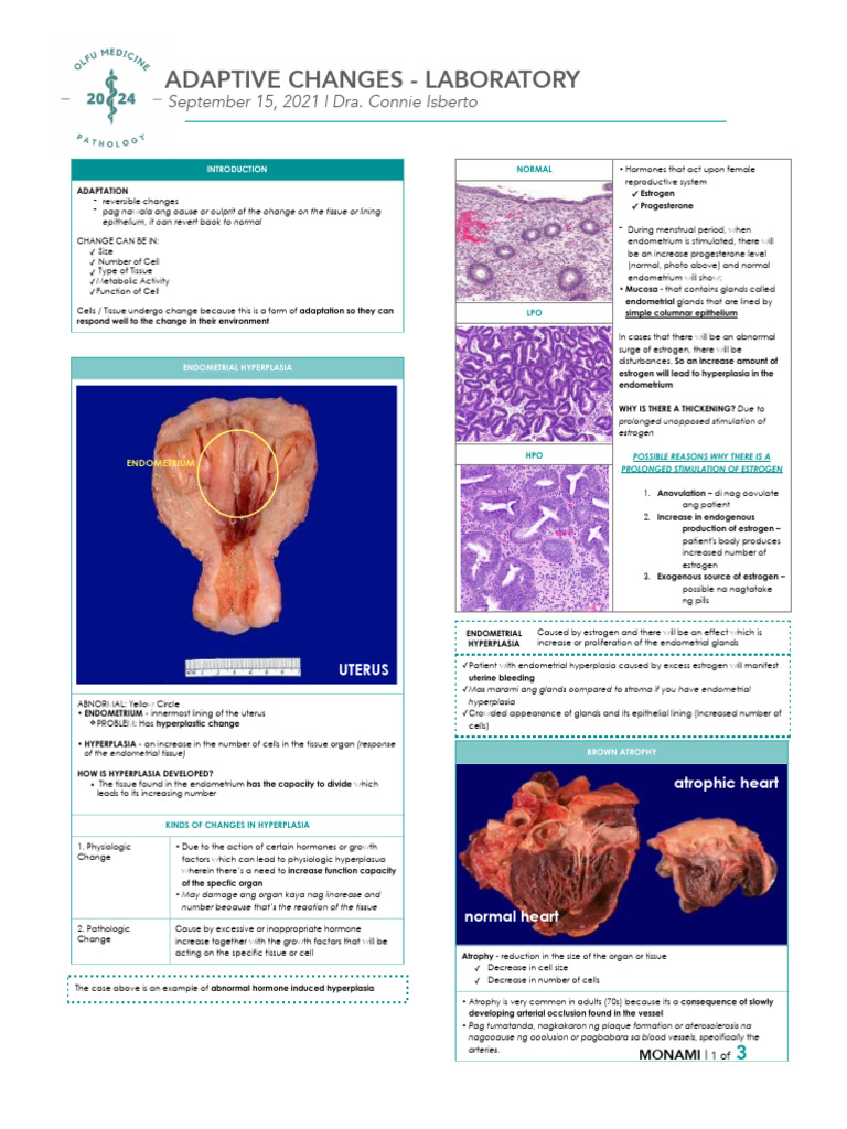 Adaptive Changes (Patho Lab) | PDF | Estrogen | Anatomy