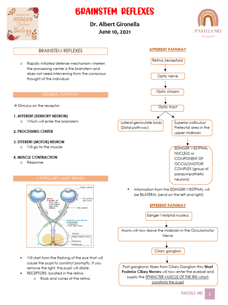 Mhsb21 - Brainstem Reflexes Dr. Gironella | PDF | Brainstem | Vagus Nerve
