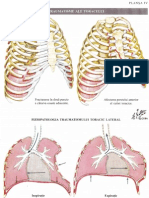 Traumatism Toracic