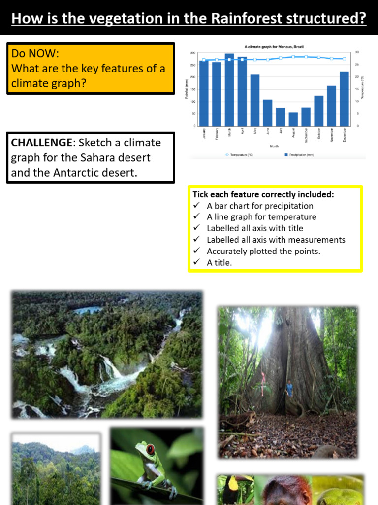 Structure of Tropical Rainforest Layers | PDF | Rainforest | Canopy ...