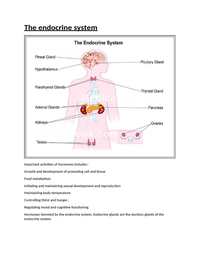 Overview of the Endocrine System Functions | PDF