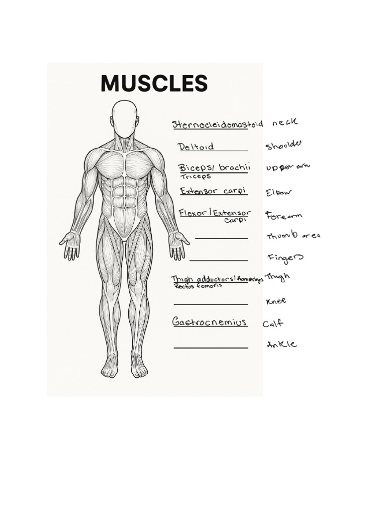 Muscles 3 | PDF