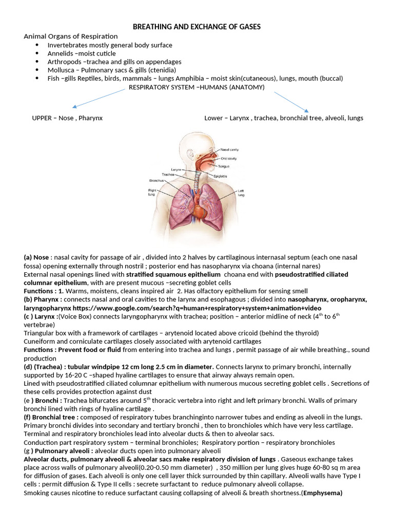 Human Respiratory System Overview | PDF | Lung | Respiratory Tract
