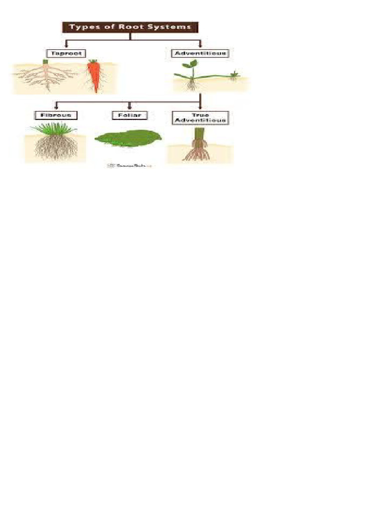Root and Stem Modifications in Plants | PDF | Leaf | Petal
