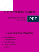 The Excretory System: Controlling The Internal Environment