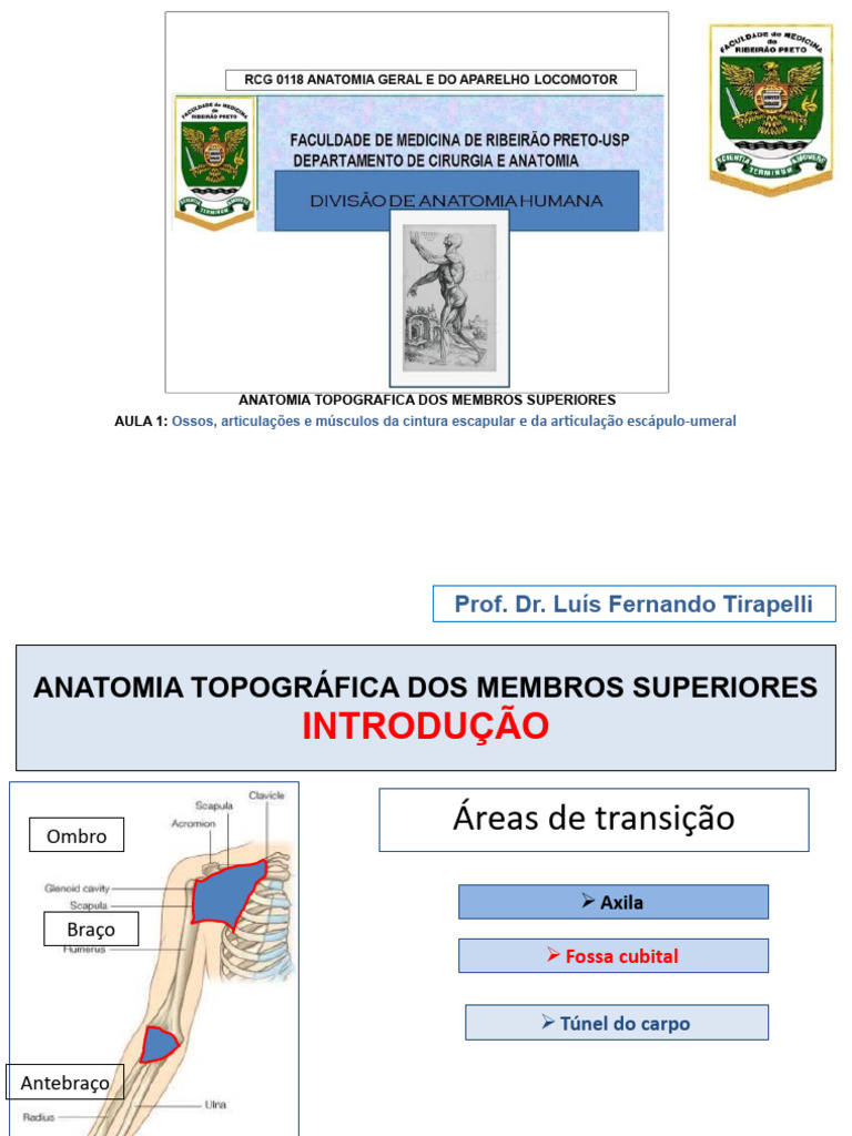 Anatomia dos Membros Superiores: Aula 1 | PDF | Anatomia dos primatas ...