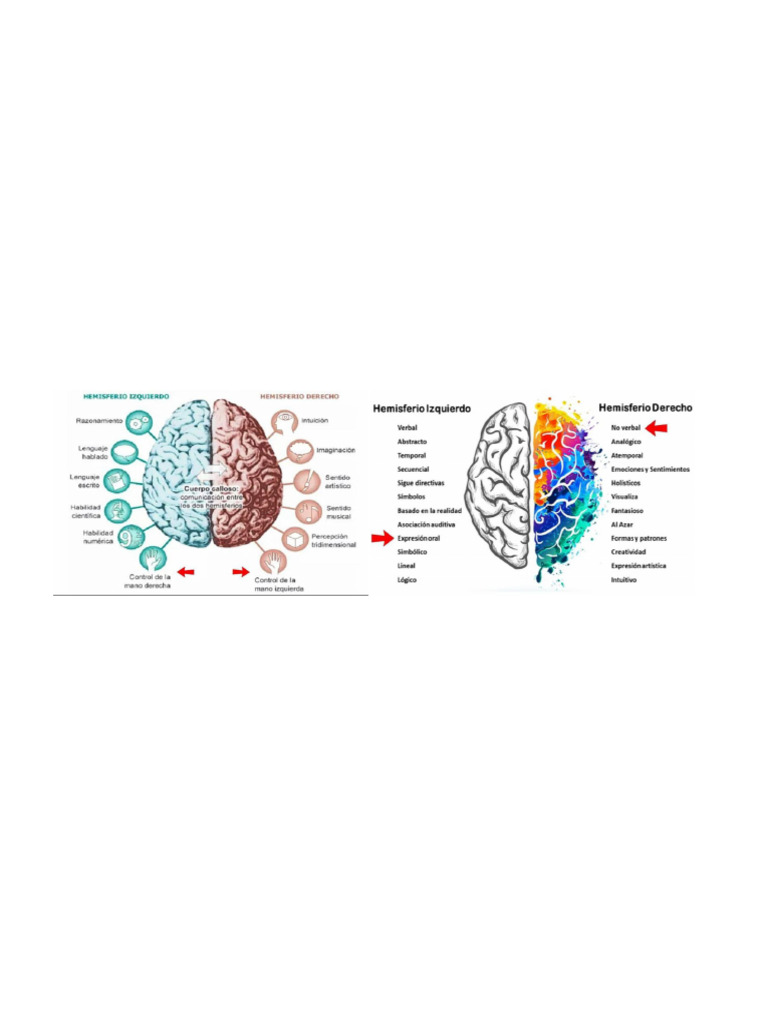Estructura y Función del Sistema Nervioso | PDF | Las emociones | Dopamina