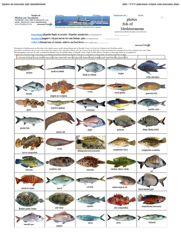 Mediterranean Sea Fish Photos | PDF | Fish And Humans | Fish
