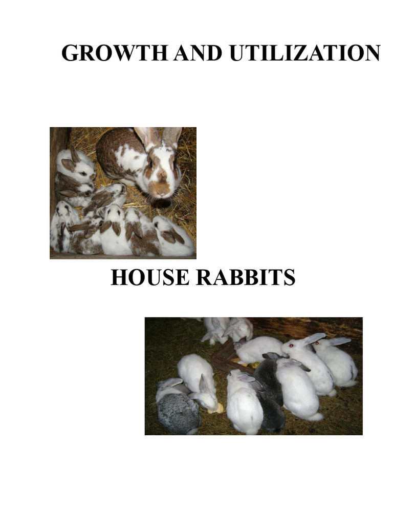 Raising and Exploiting Domestic Rabbits | PDF | Rabbit | Hare