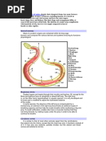 Labeled Anatomy of Snake Skeleton | PDF | Vertebra | Skeletal System