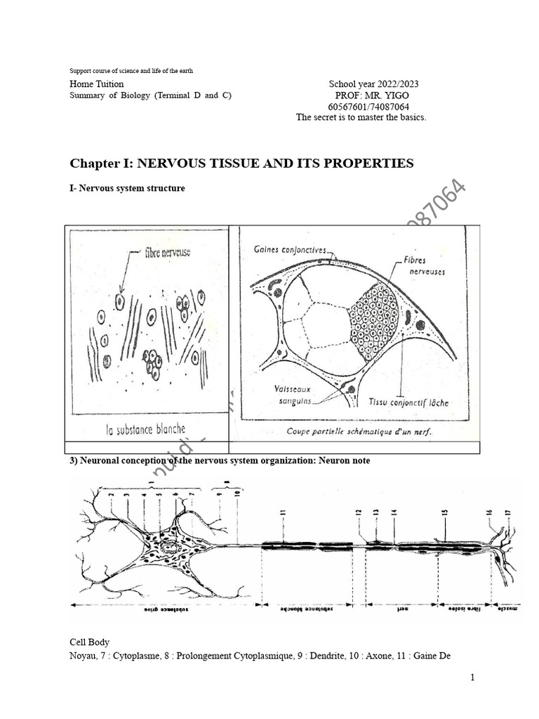 Nervous Tissue and Electrophysiology Guide | PDF | Chemical Synapse ...
