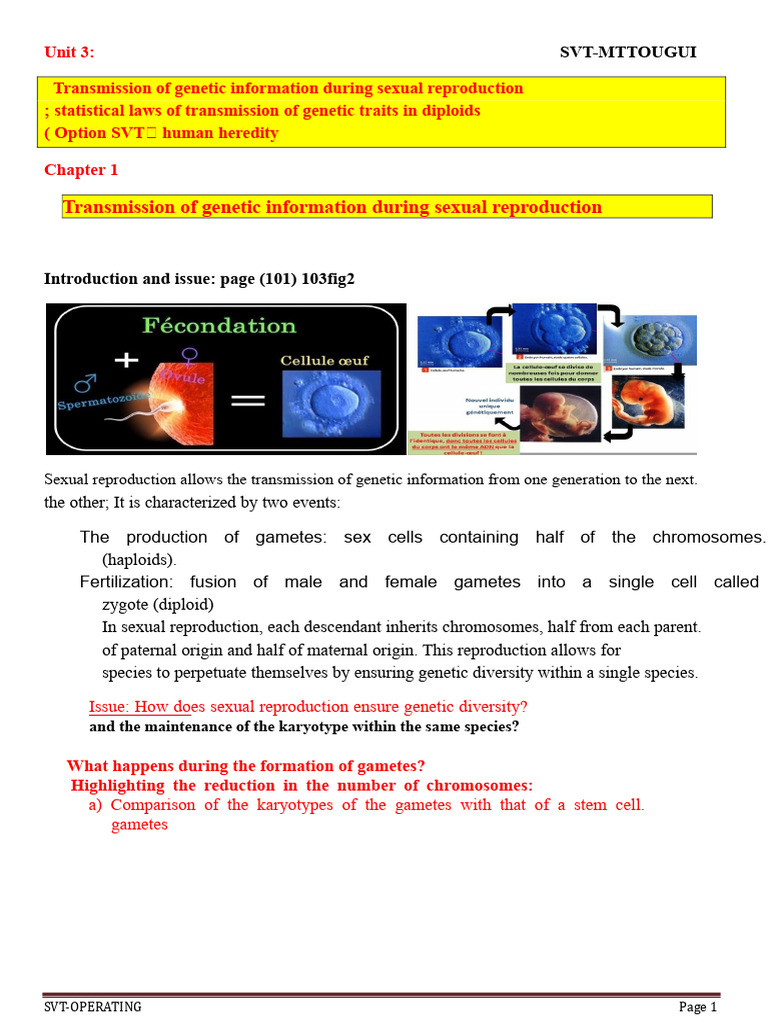 Genetic Transmission in Sexual Reproduction | PDF | Meiosis | Dominance ...